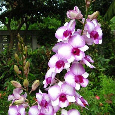 Dendrobium Burana Racha