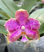 Carica l'immagine nel visualizzatore Galleria, Phalaenopsis Miki Sabina '742'
