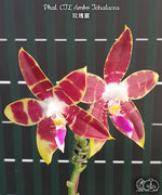 Carica l'immagine nel visualizzatore Galleria, Phalaenopsis CTL Ambo Tetralacea