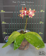 Carica l'immagine nel visualizzatore Galleria, Phalaenopsis CTL Ambo Tetralacea