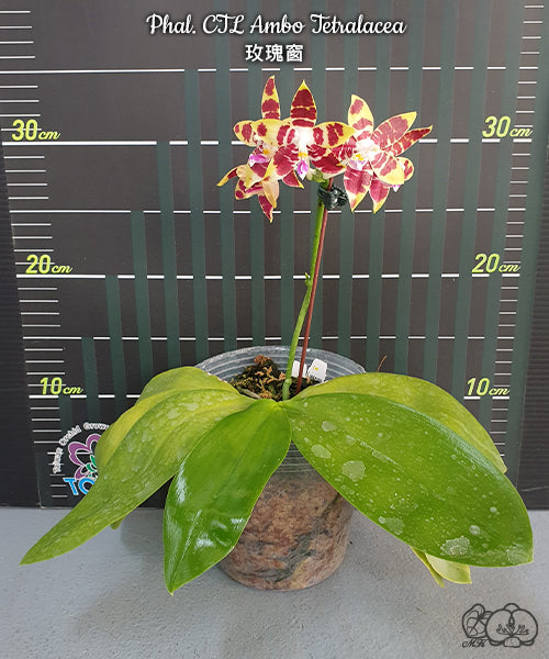 Phalaenopsis CTL Ambo Tetralacea