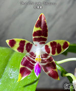 Carica l'immagine nel visualizzatore Galleria, Phalaenopsis CTL Ambo Tetralacea
