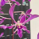 Carica l'immagine nel visualizzatore Galleria, Dendrobium Panavee
