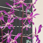 Carica l'immagine nel visualizzatore Galleria, Dendrobium Panavee