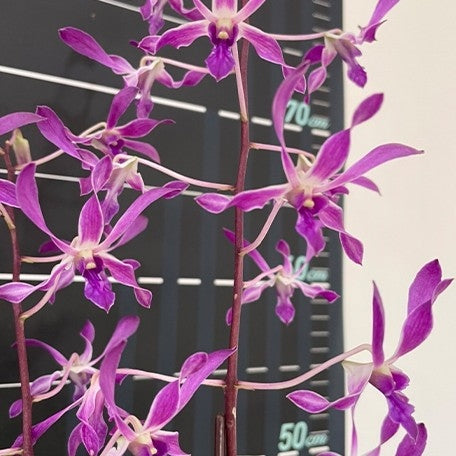 Dendrobium Panavee