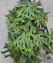 Polypodium longifolia