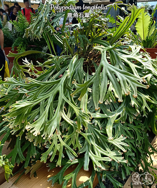 Polypodium longifolia