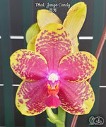 Carica l'immagine nel visualizzatore Galleria, Phalaenopsis Jungo Candy