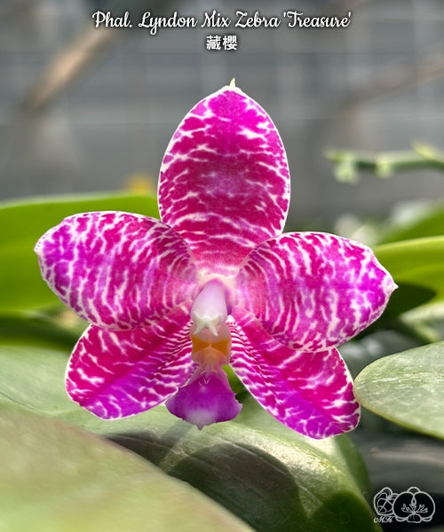 Phalaenopsis Lyndon Mix Zebra 'Treasure'