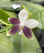 Carica l'immagine nel visualizzatore Galleria, Phalaenopsis speciosa 'Super Purple'