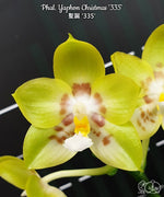 Carica l&#39;immagine nel visualizzatore Galleria, Phalaenopsis Yaphon Christmas &#39;335&#39;
