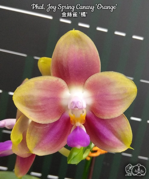 Phalaenopsis Joy Spring Canary 'Orange'
