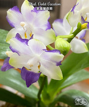 Phalaenopsis Violet Vacation