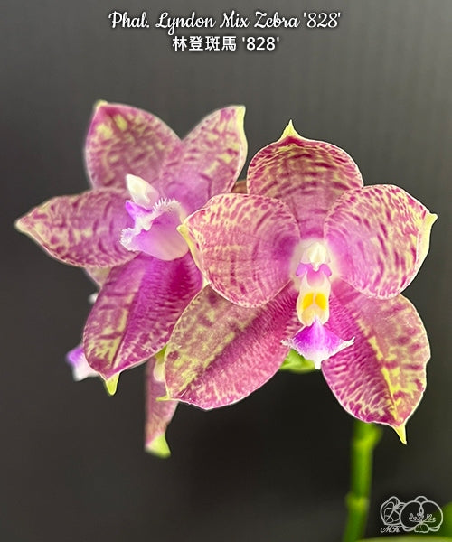 Phalaenopsis Lyndon Mix Zebra '828'