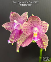 Phalaenopsis Lyndon Mix Zebra '828'