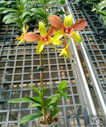 Carica l'immagine nel visualizzatore Galleria, Dendrobium Alisun Summer