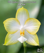 Carica l'immagine nel visualizzatore Galleria, Phalaenopsis Yaphon Love Song 'Wind Chimes'