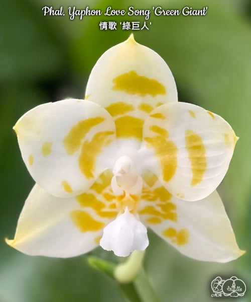 Phalaenopsis Yaphon Love Song 'Green Giant'