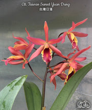 Cattlianthe Taiwan Sunset 