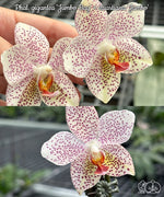 Carica l'immagine nel visualizzatore Galleria, Phalaenopsis Gretchen (gigantea 'Jumbo Bay' × stuartiana 'Jumbo')