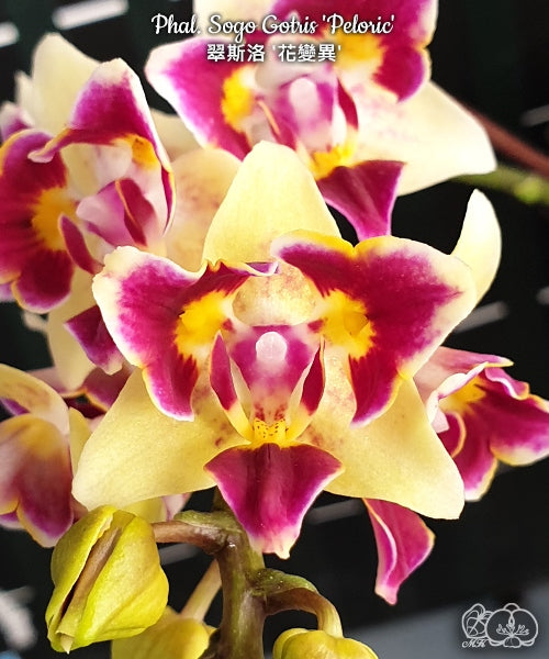 Phalaenopsis Sogo Gotris 'Peloric'