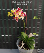 Carica l'immagine nel visualizzatore Galleria, Phalaenopsis Sogo Gotris 'Peloric'