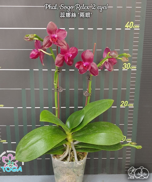 Phalaenopsis Sogo Relex '2 eyes'