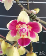 Carica l'immagine nel visualizzatore Galleria, Phalaenopsis Sogo Yellowtris '3 lips'
