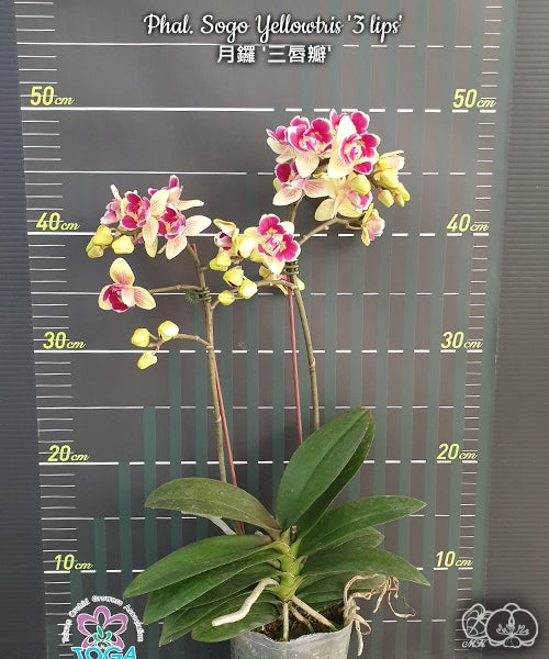 Phalaenopsis Sogo Yellowtris '3 lips'