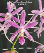 Carica l'immagine nel visualizzatore Galleria, Phalaenopsis Nancy Bechtol 'Maria'