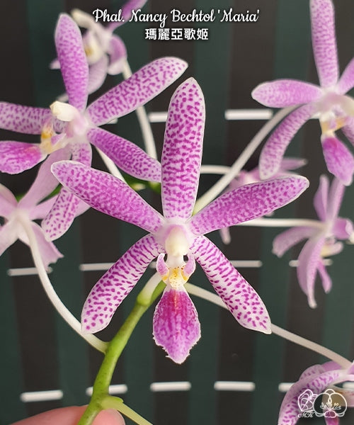 Phalaenopsis Nancy Bechtol 'Maria'