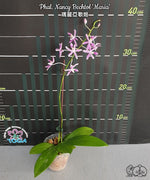 Carica l'immagine nel visualizzatore Galleria, Phalaenopsis Nancy Bechtol 'Maria'