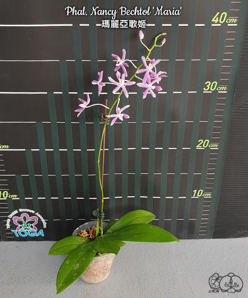Phalaenopsis Nancy Bechtol 'Maria'