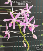 Carica l'immagine nel visualizzatore Galleria, Phalaenopsis Nancy Bechtol 'Maria'