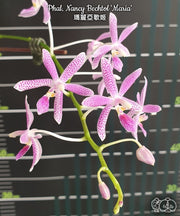 Phalaenopsis Nancy Bechtol 'Maria'