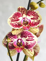 Load image into Gallery viewer, Phalaenopsis Mariola