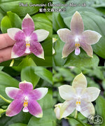 Chargez l'image dans la visionneuse de galerie, Phalaenopsis Germaine Vincent (violacea × speciosa)