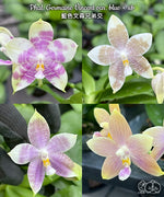 Chargez l'image dans la visionneuse de galerie, Phalaenopsis Germaine Vincent (violacea × speciosa)