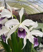 Carica l'immagine nel visualizzatore Galleria, Cattleya (syn. Laelia) purpurata var. werkhauseri