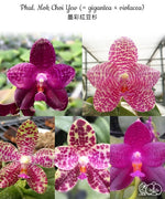 Carica l'immagine nel visualizzatore Galleria, Phalaenopsis Mok Choi Yew (gigantea x violacea)