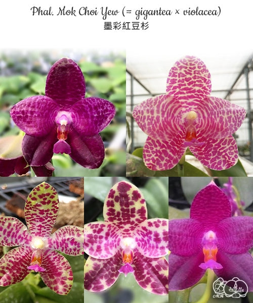 Phalaenopsis Mok Choi Yew (gigantea x violacea)