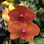 Carica l&#39;immagine nel visualizzatore Galleria, Phalaenopsis Asian Sun
