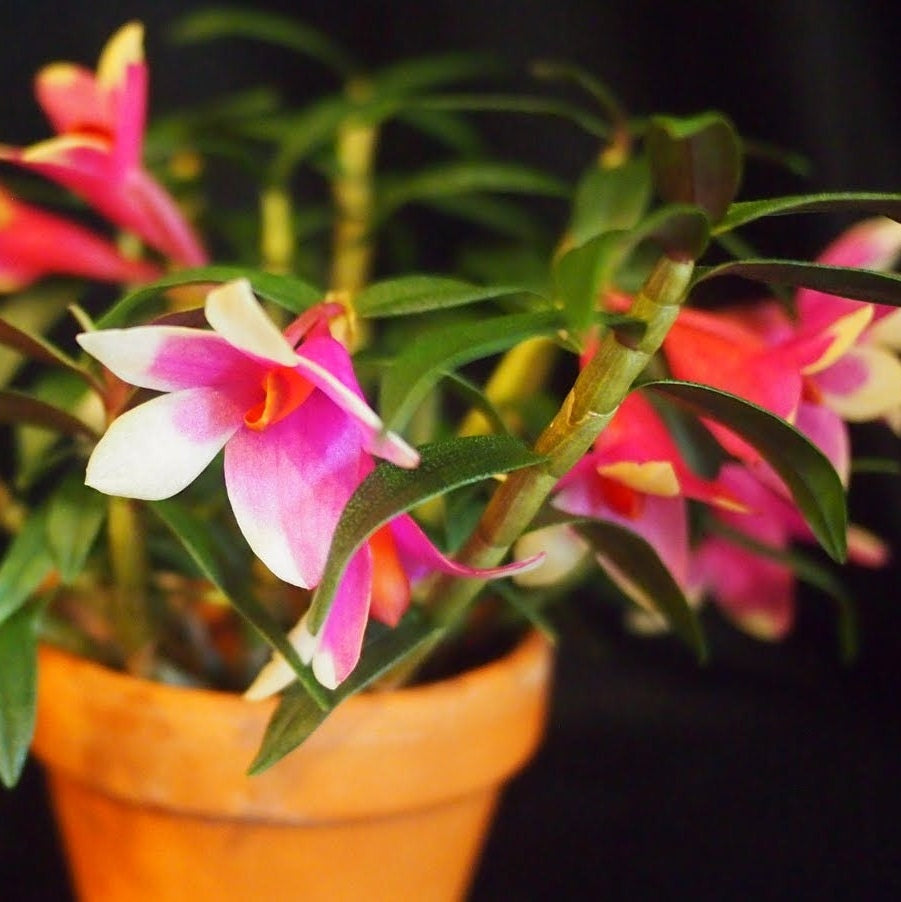 Dendrobium cuthbertsonii x sulawesiense