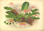 Carica l'immagine nel visualizzatore Galleria, LINDENIA Iconography of Orchids 1885-1906 - 5 volumi