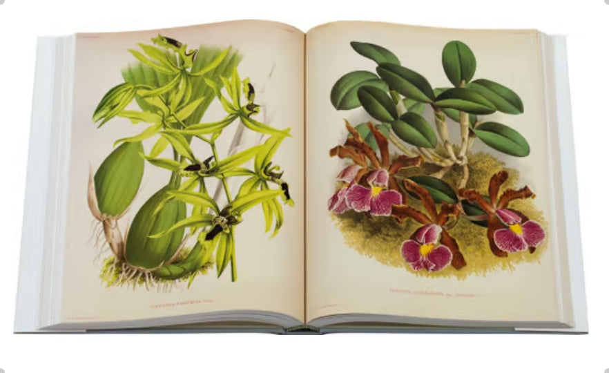 LINDENIA Iconography of Orchids 1885-1906 - 5 volumi