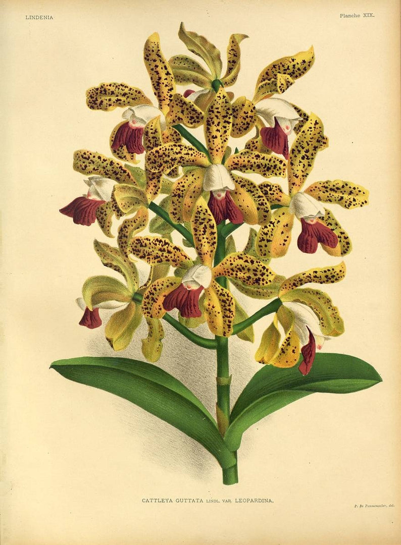 LINDENIA Iconography of Orchids 1885-1906 - 5 volumi