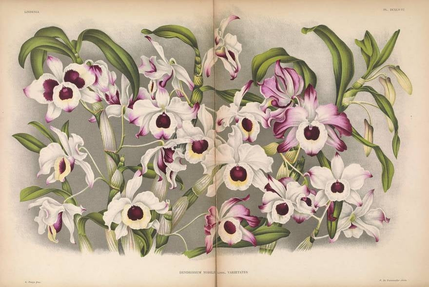LINDENIA Iconography of Orchids 1885-1906 - 5 volumi