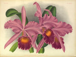 Carica l'immagine nel visualizzatore Galleria, LINDENIA Iconography of Orchids 1885-1906 - 5 volumi