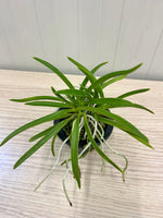 Carica l'immagine nel visualizzatore Galleria, Neofinetia falcata 'Koubai' 紅梅 - BIG