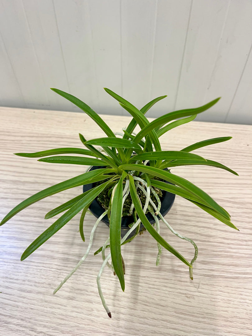 Neofinetia falcata 'Koubai' 紅梅 - BIG